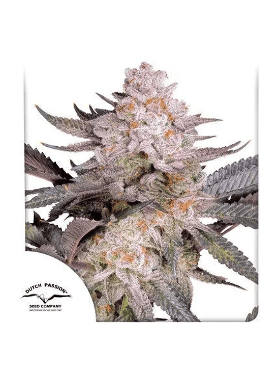 ORANGE BUD FEM 2.0 X3-DUTCH PASSION 1