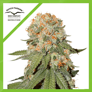 ORANGE BUD AUTO X3-DUTCH PASSION