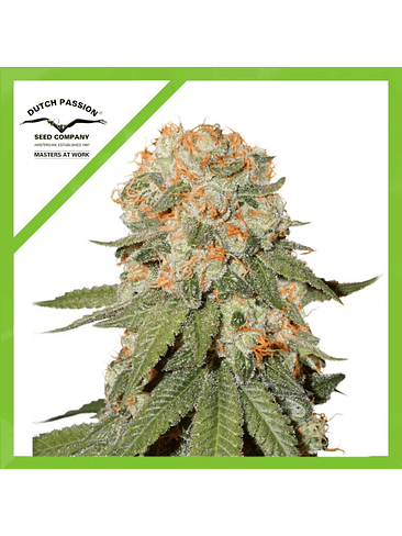 ORANGE BUD AUTO X3-DUTCH PASSION 1