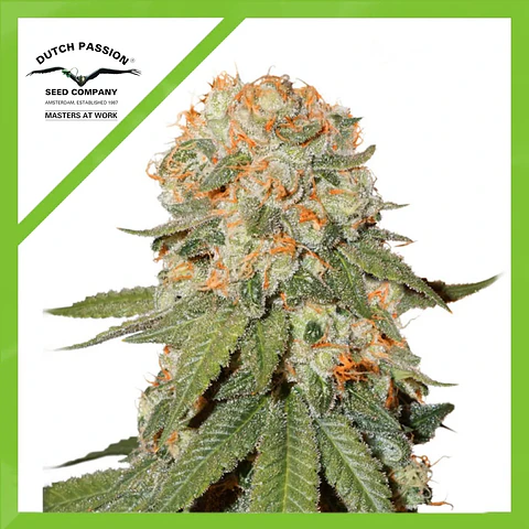 Orange Bud Auto -Dutch Passion X3+1
