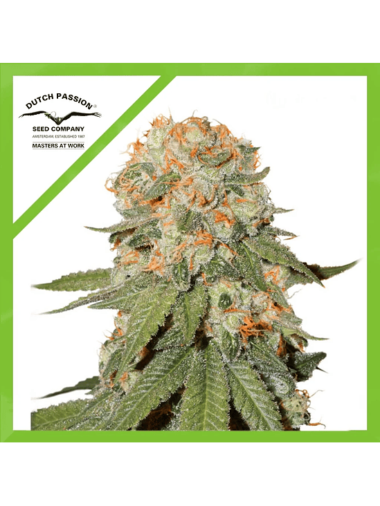 ORANGE BUD AUTO X3-DUTCH PASSION 1