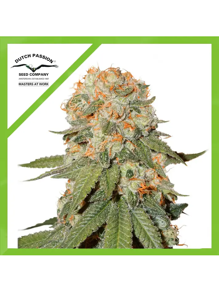 Orange Bud Auto -Dutch Passion X3+1 2