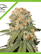 Orange Bud Auto X3-Dutch Passion - Miniatura 1