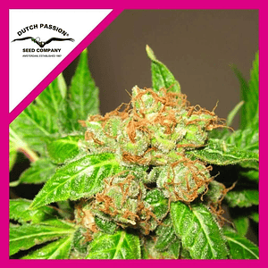 Orange Bud Fem X3-Dutch Passion