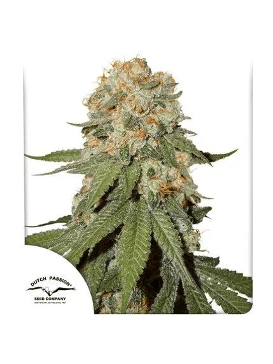 ORANGE BUD FEM X25-DUTCH PASSION 1