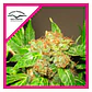 Orange Bud Fem -Dutch Passion (X100/X25/X3+1) - Miniatura 1