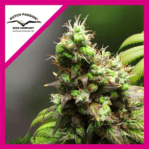 ORANGE HILL SPECIAL FEM X3-DUTCH PASSION