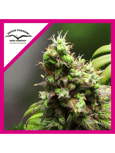 ORANGE HILL SPECIAL FEM X3-DUTCH PASSION 1