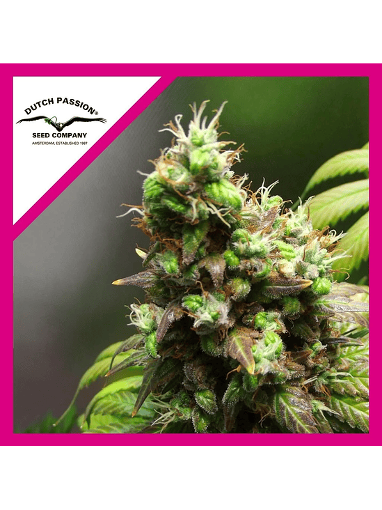 ORANGE HILL SPECIAL FEM X3-DUTCH PASSION 1