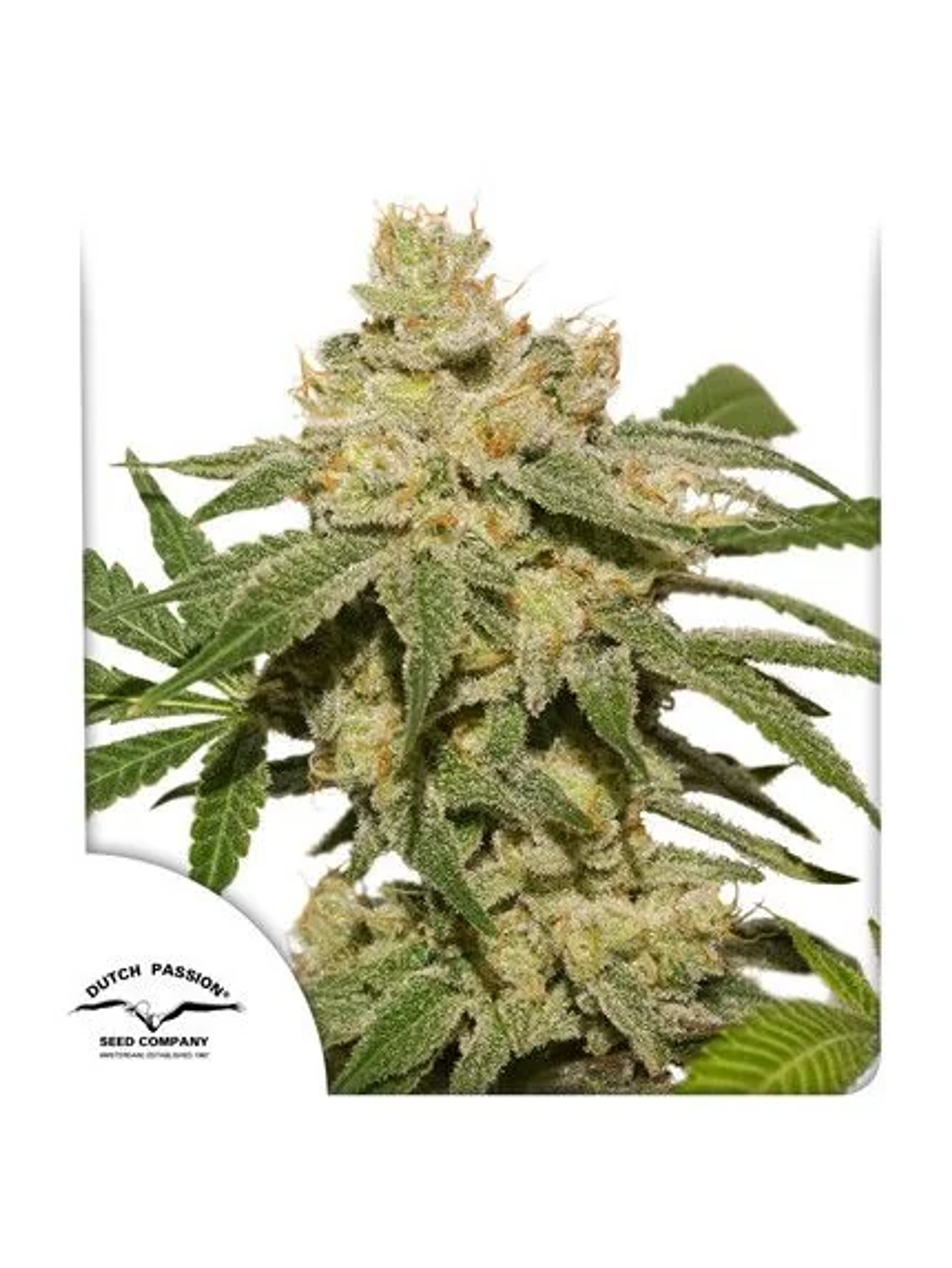 Oh My Gusher Auto -Dutch Passion (X3/X3+1) 1