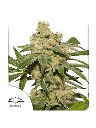 OH MY GUSHER AUTO X3-DUTCH PASSION 1