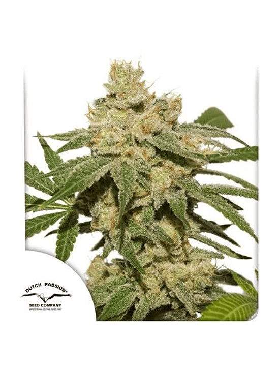 OH MY GUSHER AUTO X3-DUTCH PASSION 1