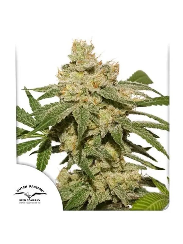 Oh My Gusher Auto -Dutch Passion X3+1 2