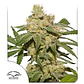 Oh My Gusher Auto -Dutch Passion X3+1 - Miniatura 2