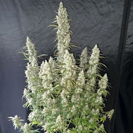Oh My Gusher Auto -Dutch Passion X3+1 3