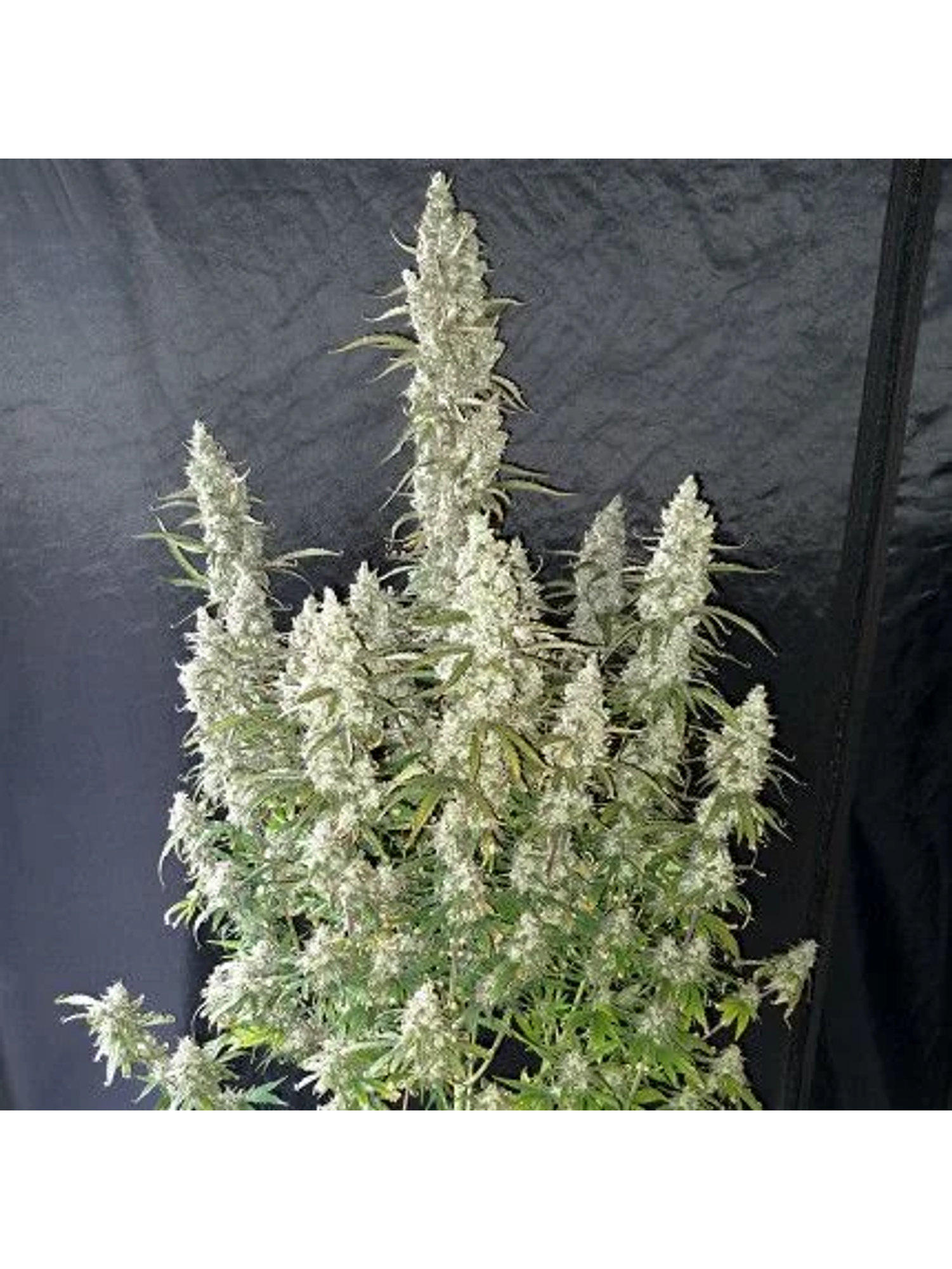 Oh My Gusher Auto -Dutch Passion (X3/X3+1) 2