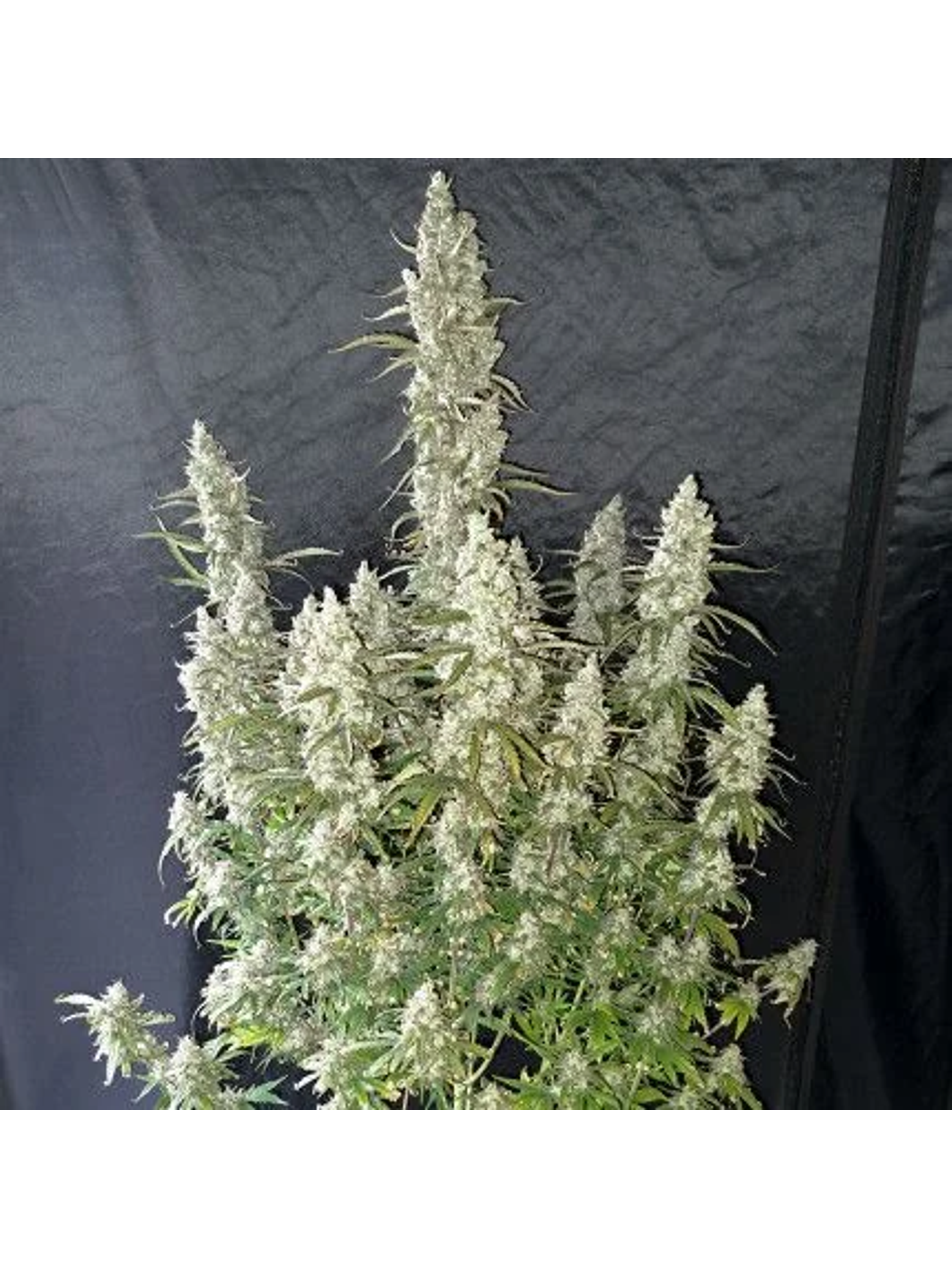 Oh My Gusher Auto -Dutch Passion (X3/X3+1) 2