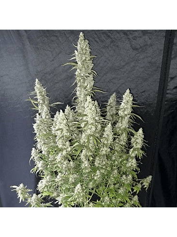 OH MY GUSHER AUTO X3-DUTCH PASSION 2