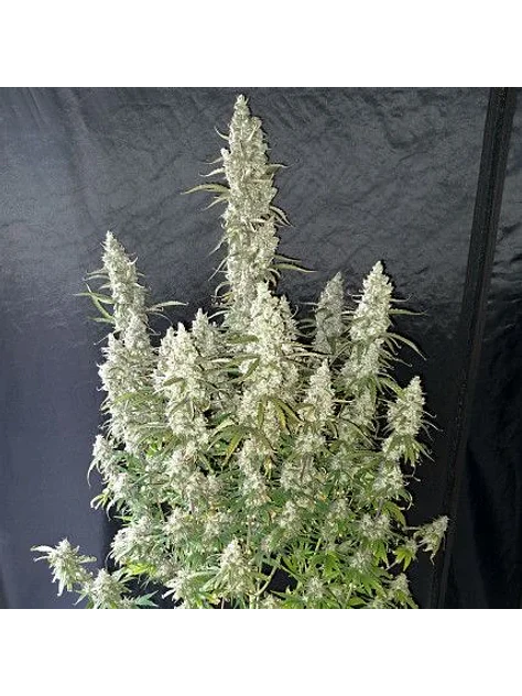 Oh My Gusher Auto -Dutch Passion X3+1 3