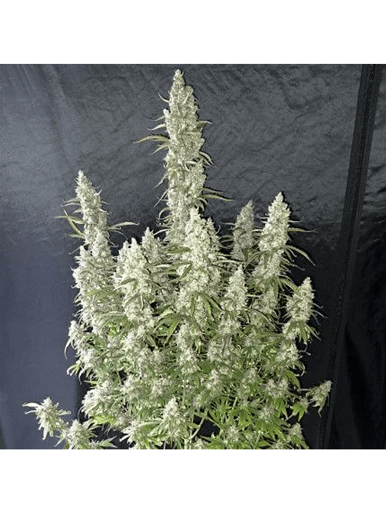 OH MY GUSHER AUTO X3-DUTCH PASSION 2