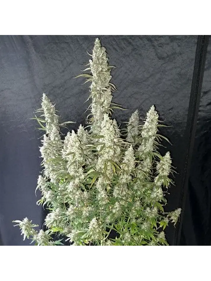 Oh My Gusher Auto -Dutch Passion X3+1 3