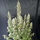 Oh My Gusher Auto -Dutch Passion X3+1 - Miniatura 3