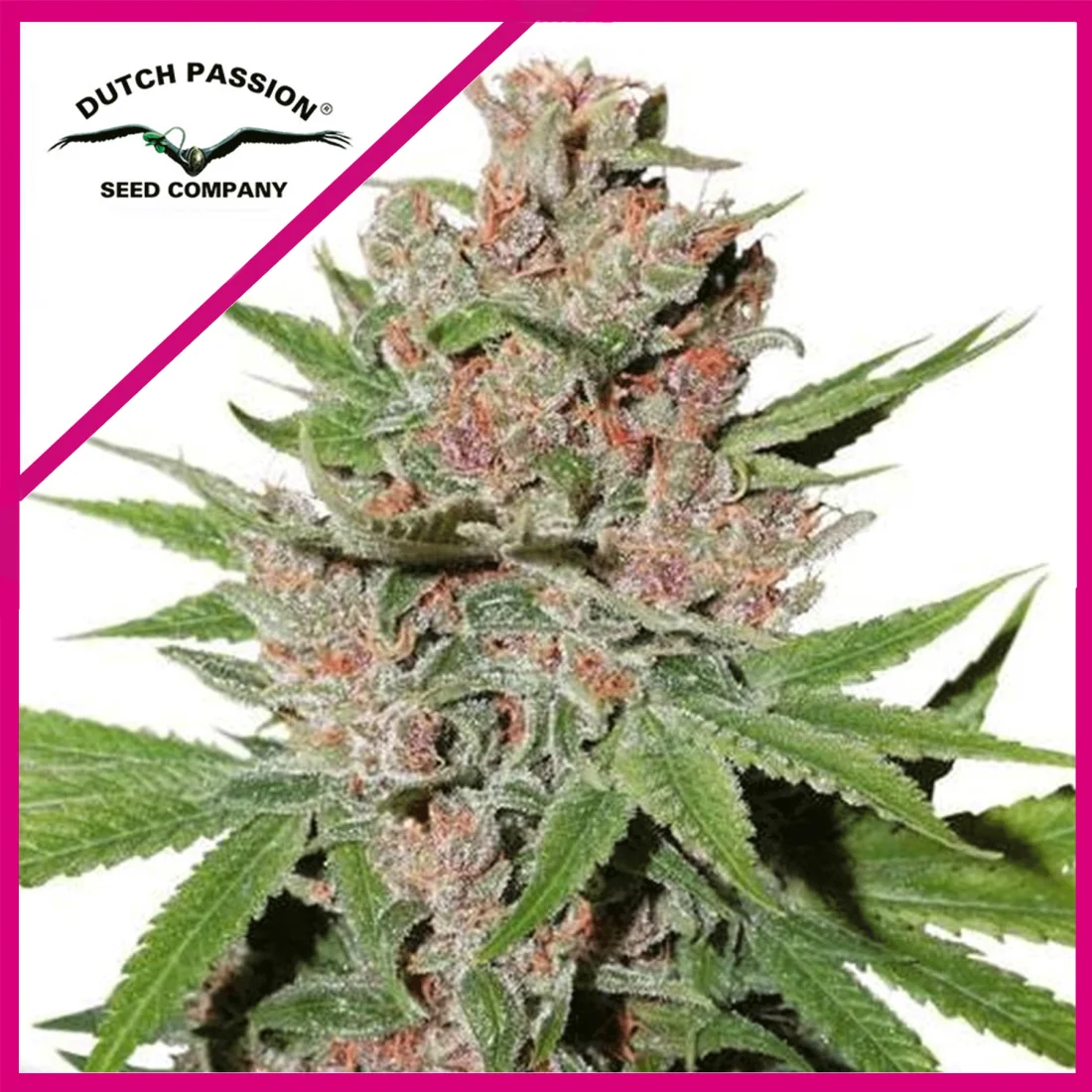 Passion Fruit Fem X3+1 -Dutch Passion 1