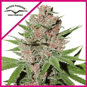 Passion Fruit Fem X3-Dutch Passion
