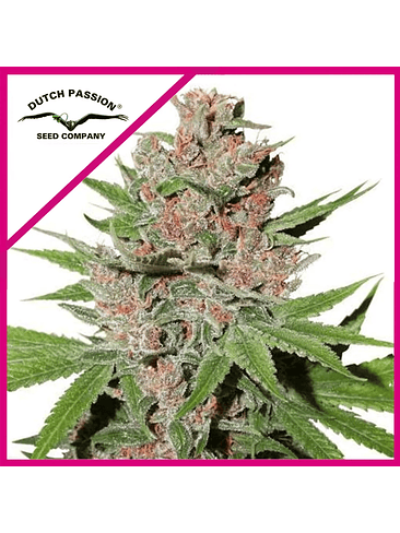 PASSION FRUIT FEM X3-DUTCH PASSION 1