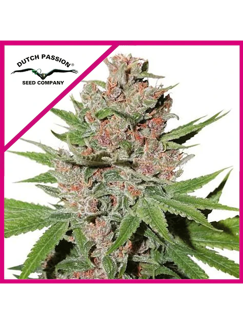Passion Fruit Fem X3+1 -Dutch Passion 1