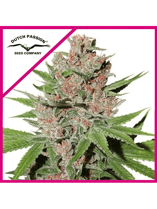 PASSION FRUIT FEM X3-DUTCH PASSION 1