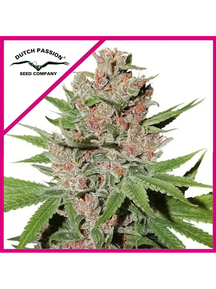 Passion Fruit Fem X3+1 -Dutch Passion 1