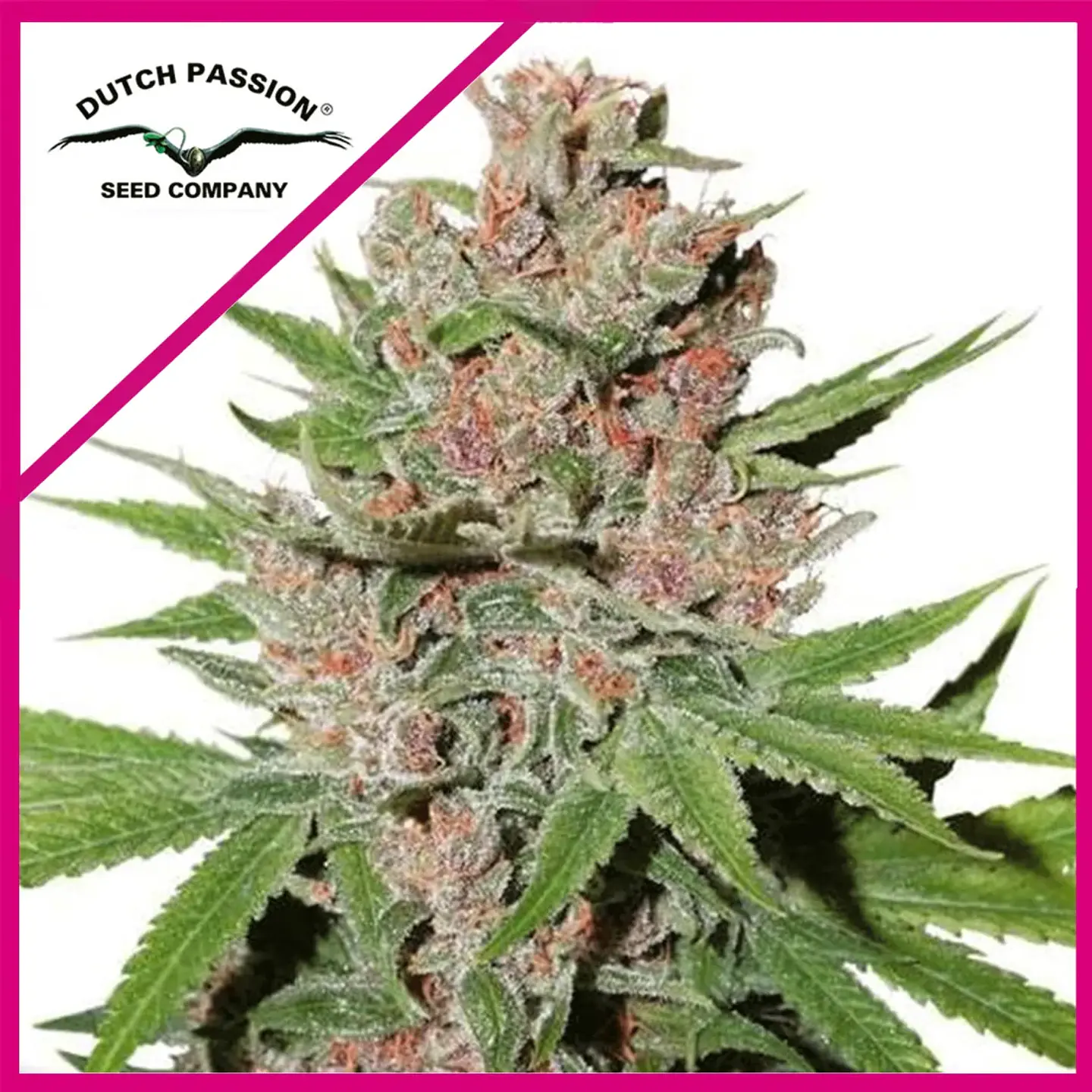 Passion Fruit Fem X3+1 -Dutch Passion 1