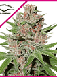 Passion Fruit Fem X3-Dutch Passion - Miniatura 1