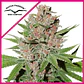 Passion Fruit Fem X3+1 -Dutch Passion - Miniatura 1