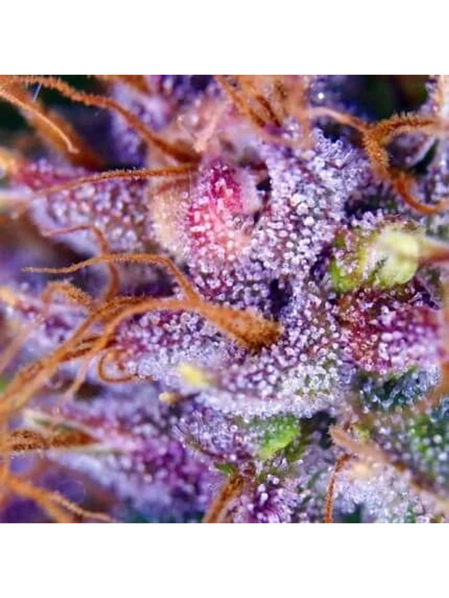 Purple N1 Fem X3-Dutch Passion 2