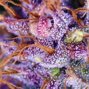 PURPLE N1 FEM X3-DUTCH PASSION