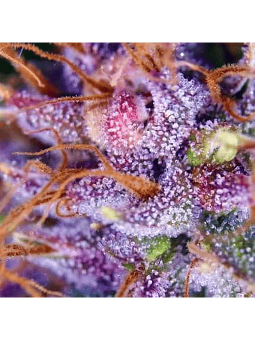 PURPLE N1 FEM X3-DUTCH PASSION 2