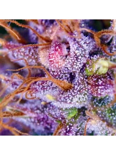 Purple N1 Fem X3-Dutch Passion 2