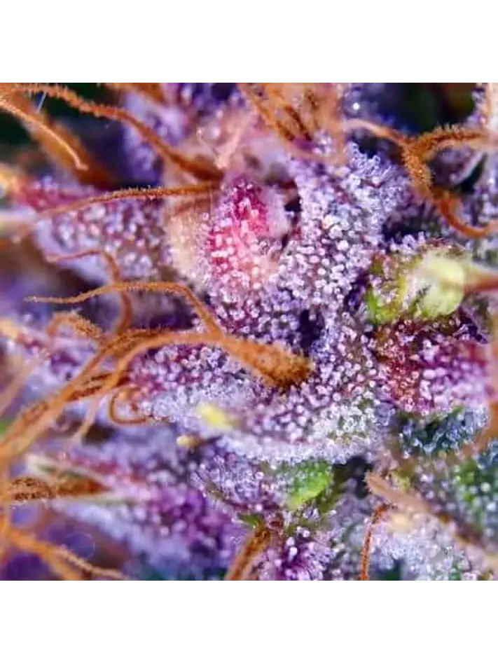 Purple N1 Fem X3-Dutch Passion 2