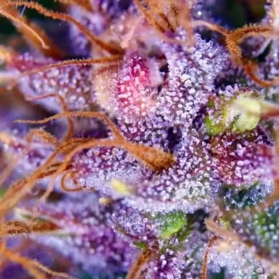 Purple N1 Fem X3-Dutch Passion 2