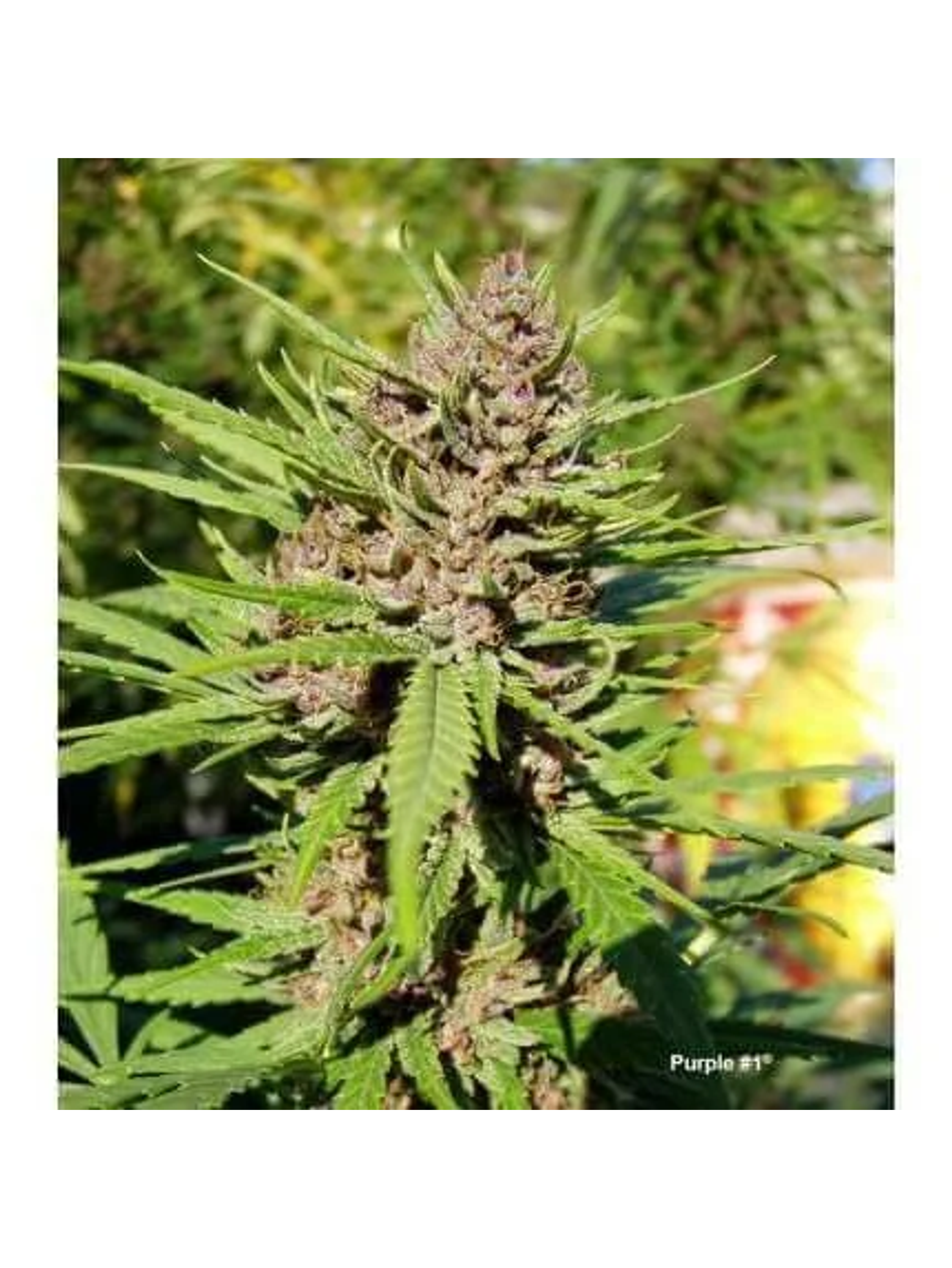 Purple N1 Fem X3-Dutch Passion 3