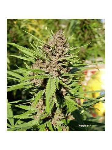 PURPLE N1 FEM X3-DUTCH PASSION 3