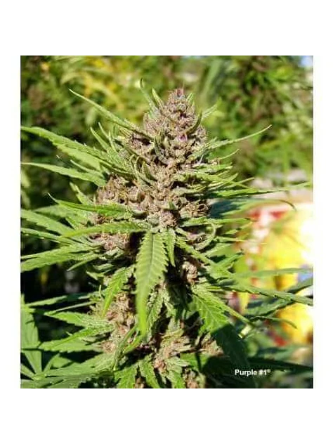 Purple N1 Fem X3-Dutch Passion 3