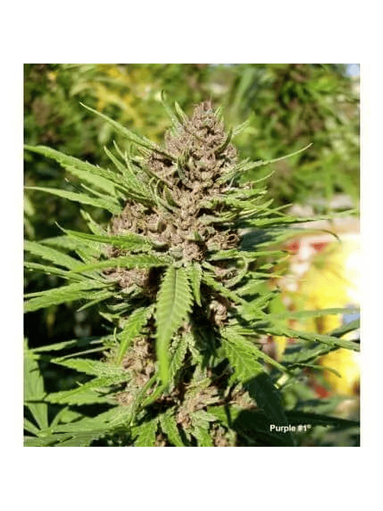 PURPLE N1 FEM X3-DUTCH PASSION 3