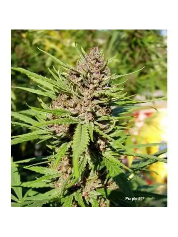 Purple N1 Fem X3-Dutch Passion 3