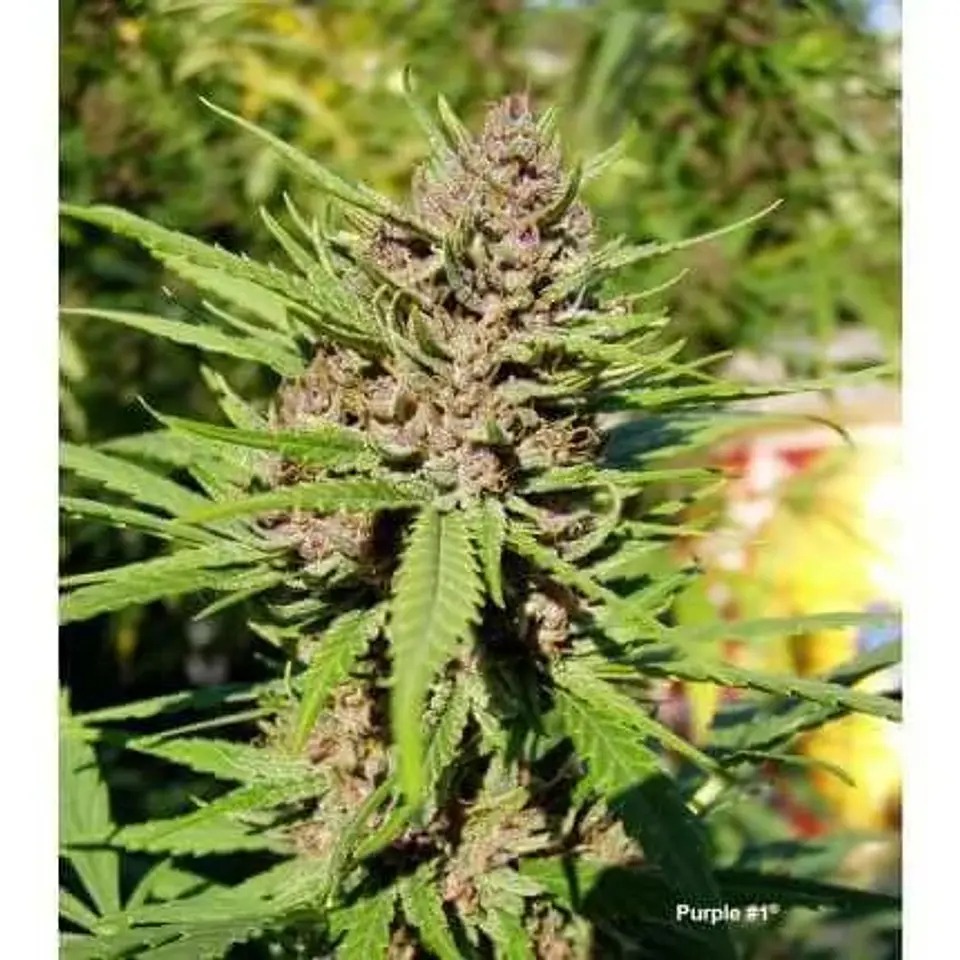 Purple N1 Fem X3-Dutch Passion 3