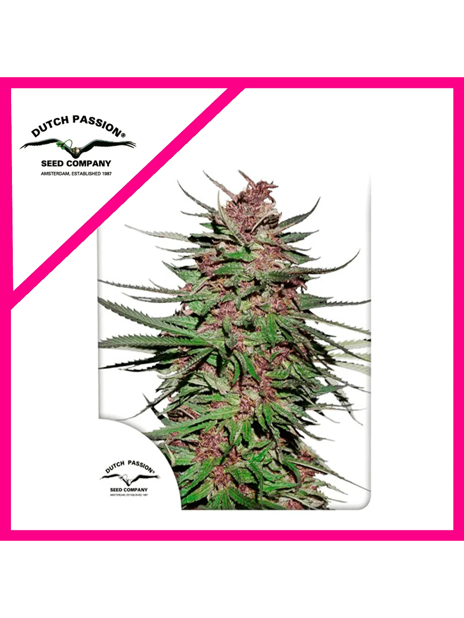 Purple N1 Fem X3-Dutch Passion 1