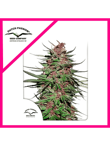 PURPLE N1 FEM X3-DUTCH PASSION 1