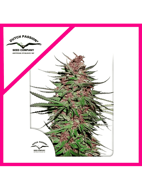 PURPLE N1 FEM X3-DUTCH PASSION 1